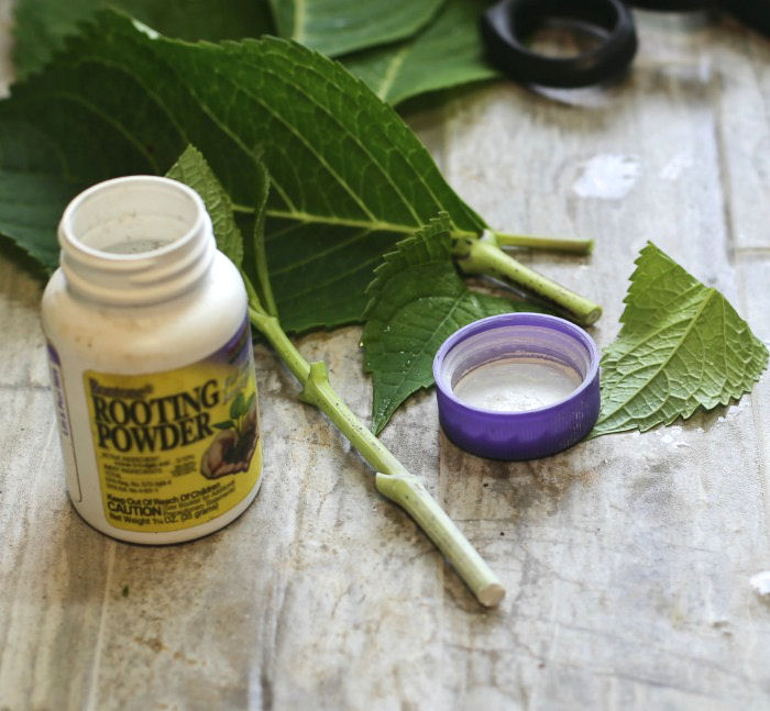 Rooting hormone powder is an aid to When propagating hydrangeas