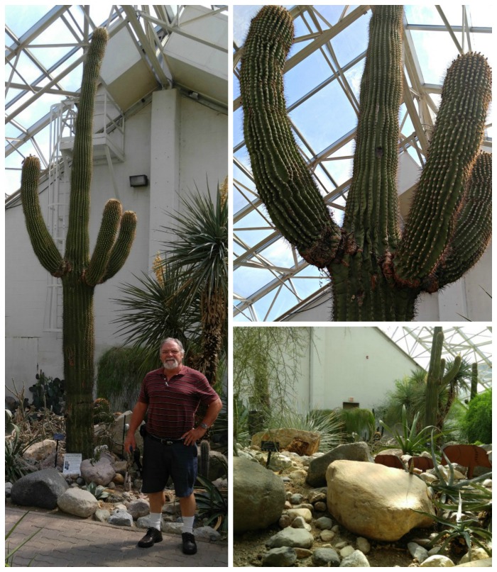 Saguaro cactus display Saguaro cactus display