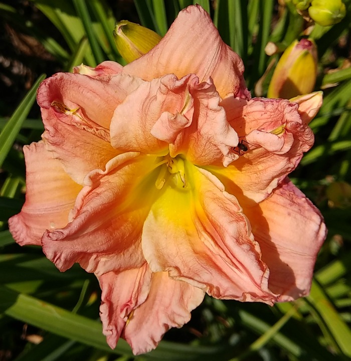 Sanford House Daylily