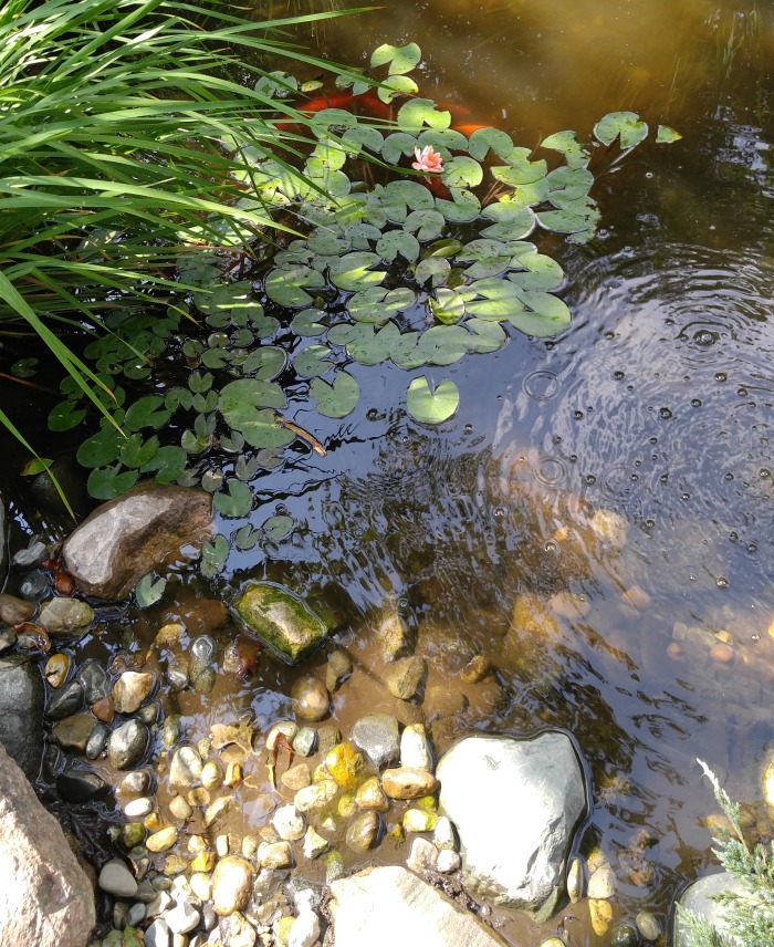 fish pond at the Foellinger-Freimann Botanical Conservatory fish pond