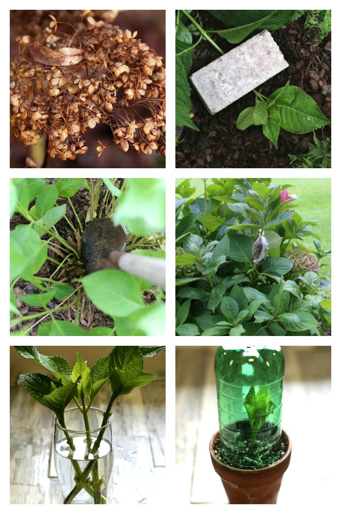 Tips for propagating hydrangeas from cuttings, seeds, division, air layer and tip rooting