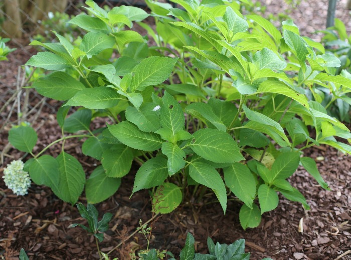 Hydrangea that has been divided