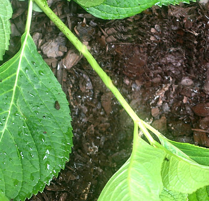 Hydrangea stem with leaves trimmed