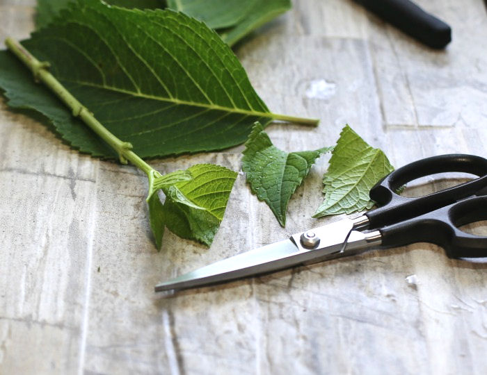 When propagating hydrangeas by cuttings, be sure to cut the Hydrangea leaf crosswise