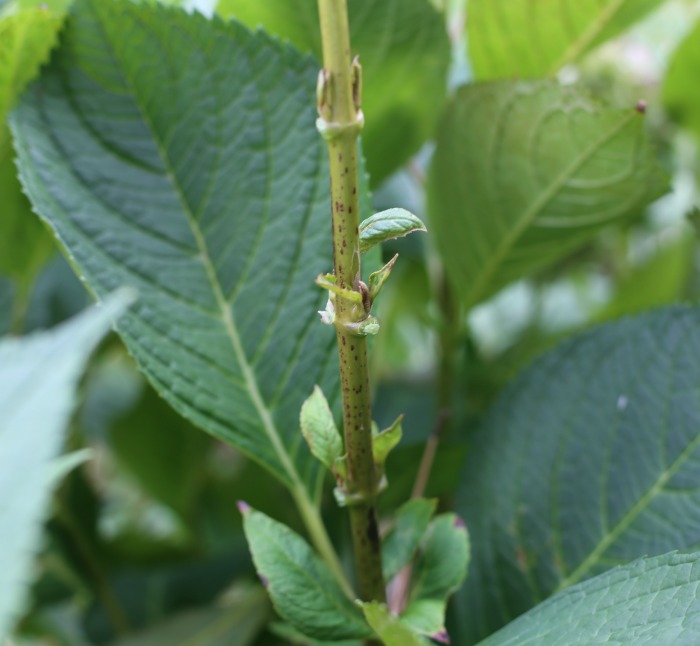 trim away leaves from the stem