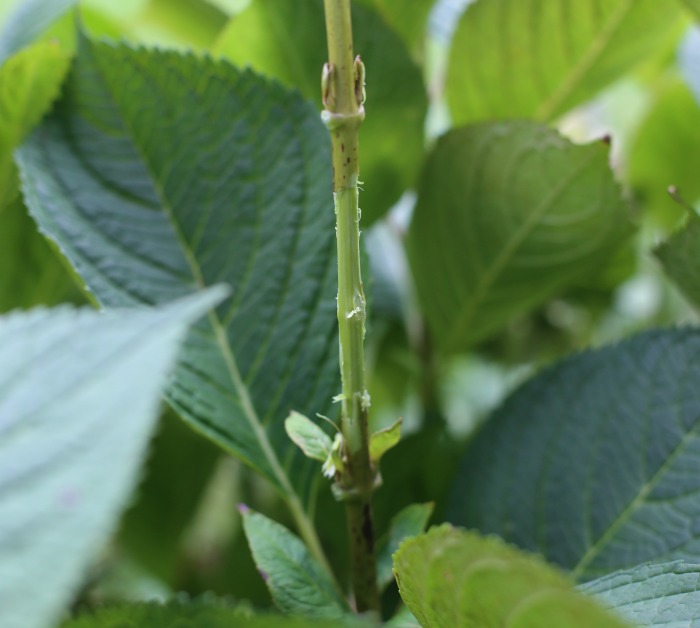 trim the stem covering