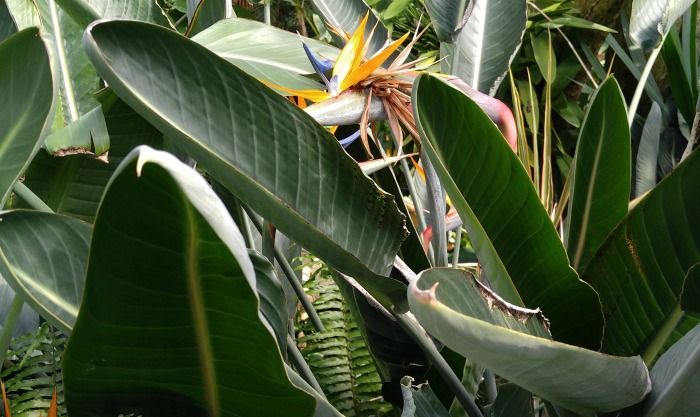 bird of paradise Bird of paradise