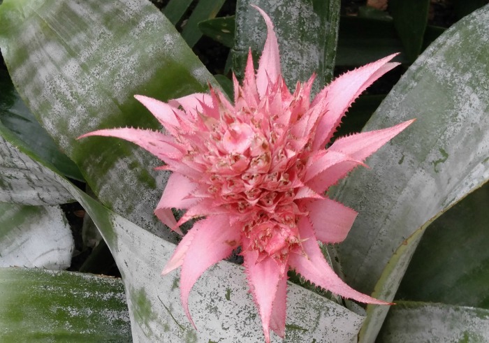 bromeliad in flower topical bromeliad in flower