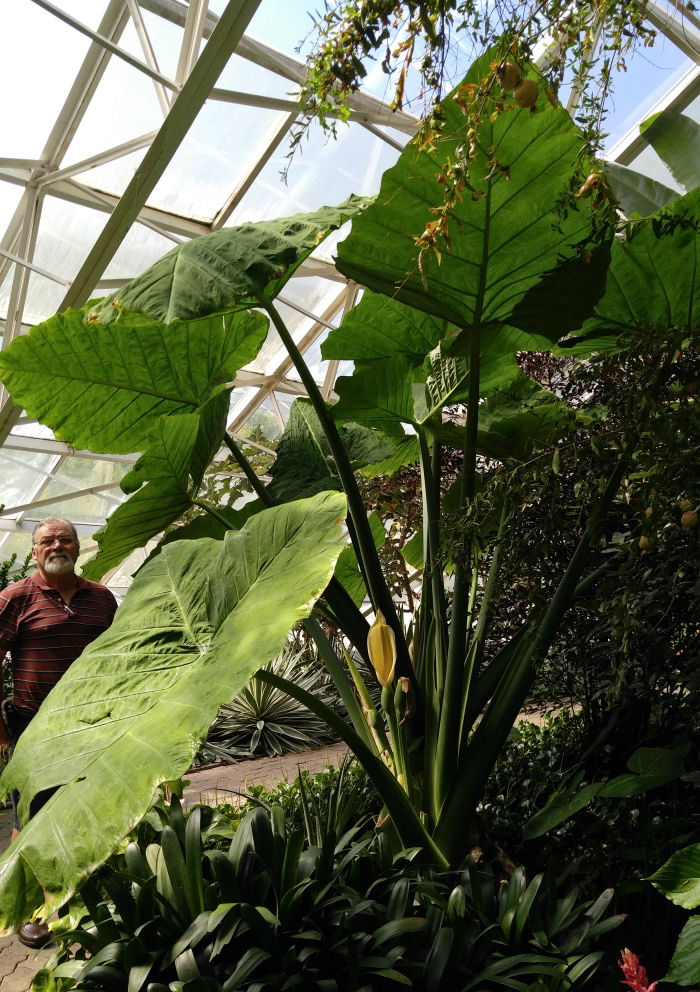 Philodendron