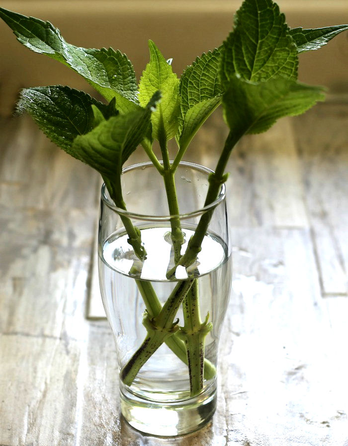 Hydrangea cuttings will root in water, but this type of propagation will result in a weaker plant.