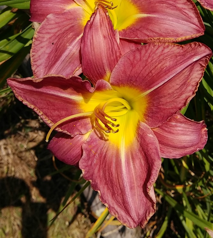 Whooperee daylily