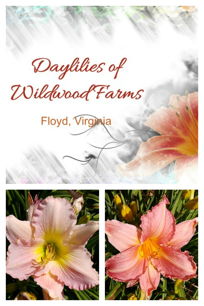 Tour of the daylilies at Wildwood Farms, in Floyd Virginia