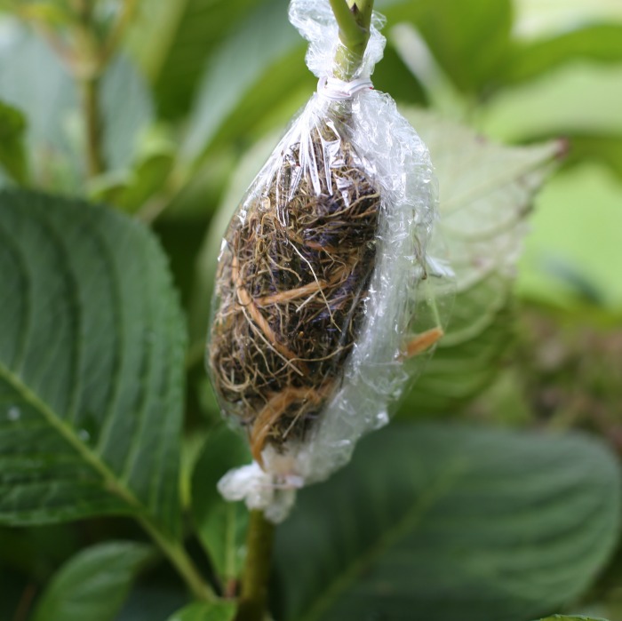 wrap the sphagnum moss with Saran wrap