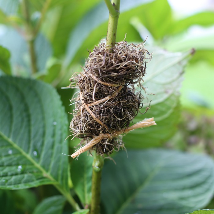 wrap the stem with sphagnum moss