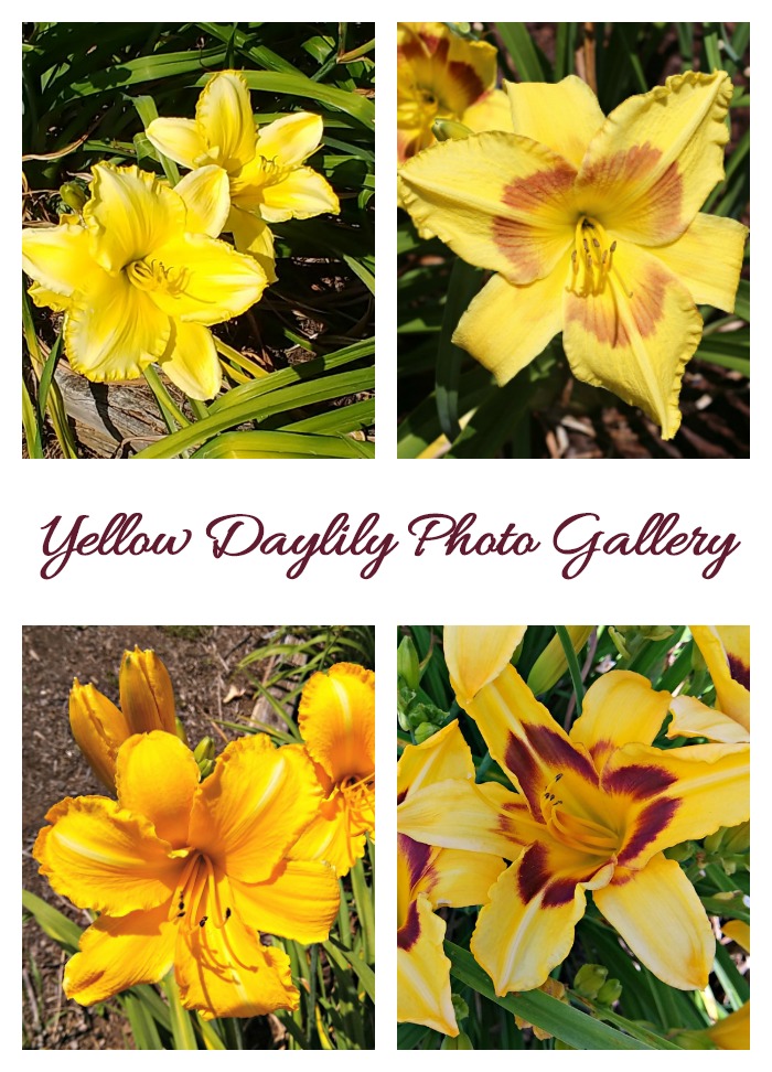 This Yellow Daylily Photo Gallery is just one of the galleries on my post of Wildwood Farms Daylily Gardens