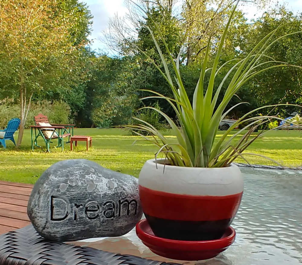 Air plant ina striped pot with a stone labeled dream.