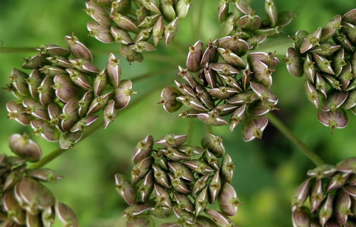 Anise umbrels hold star anise seeds