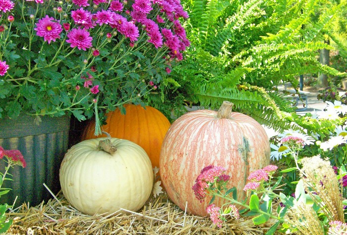 Autumn pumpkin display