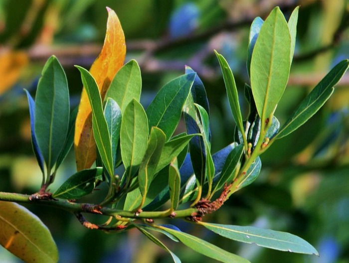 Bay leaves are cold hardy in zones 8 and above