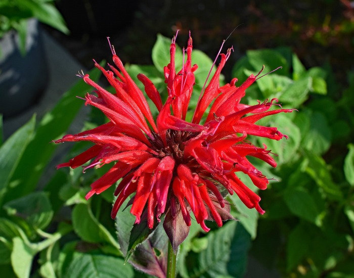 Bee balm is a common cottage garden plant and can also be used as a herb.