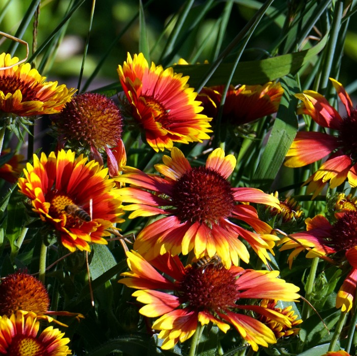 Growing Gaillardia – Blanket Flower Perennial Care Tips