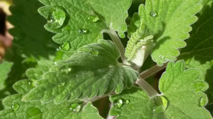 Catnip is attractive to cats but can also be used in cooking and for medicinal purposes.