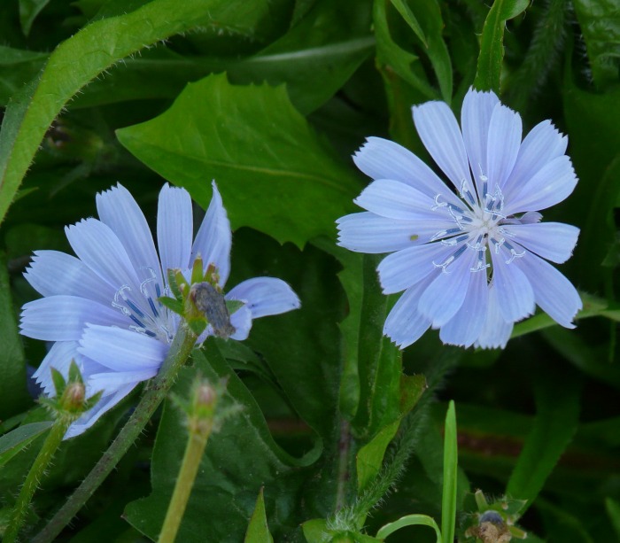 Chicory roots and leaves are edible. It is a perennial herb.