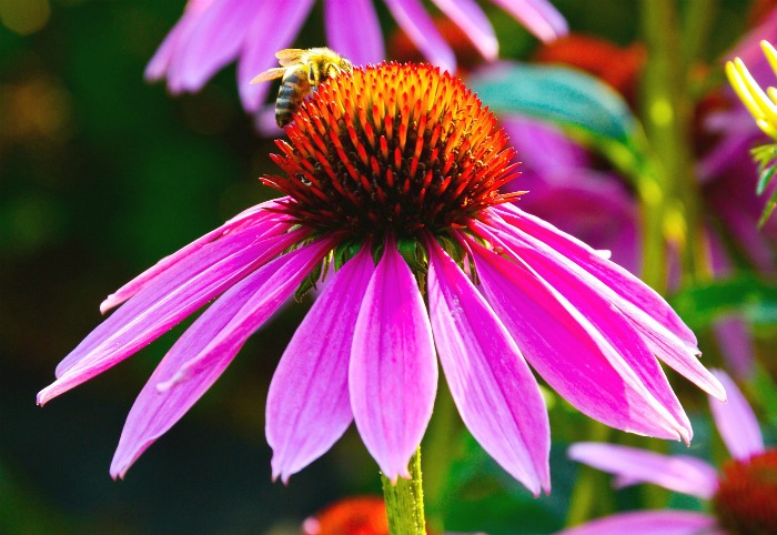 echhinacea can be used for medicinal purposes.
