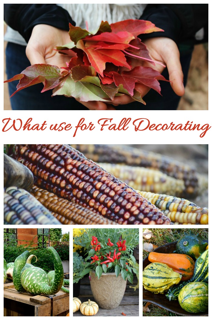 Things to use for fall decorating projects. Many can be found in your own yard!