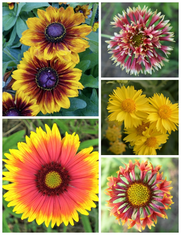 Blanket flower comes in many shades of yellow orange and red, as well as peach. It has both single and double rows of petals and some petals are even tubular shaped.