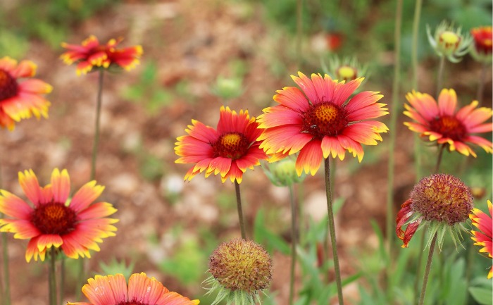 Indian Blanket flowers love the sunlight