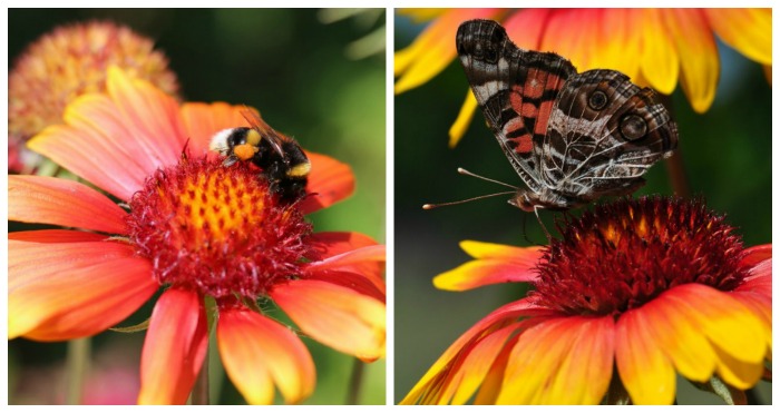 Gaillardia (blanket flower) is attractive to pollinators