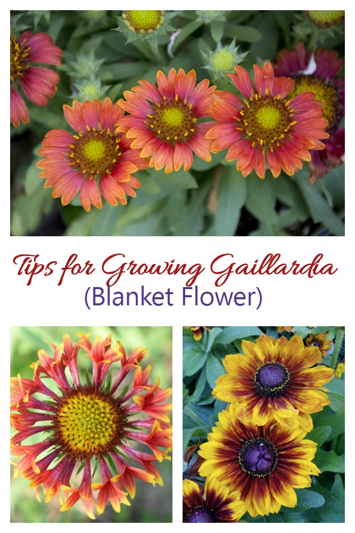 Tips for growing Gaillardia (blanket flower). This is an easy to grow perennial with long extended season bloom