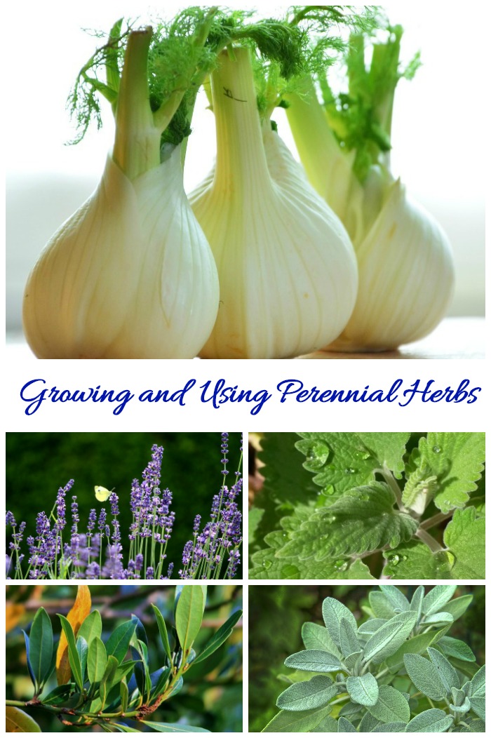 This list of perennial herbs gives growing tips and cold hardiness zones on herbs that come back each year.