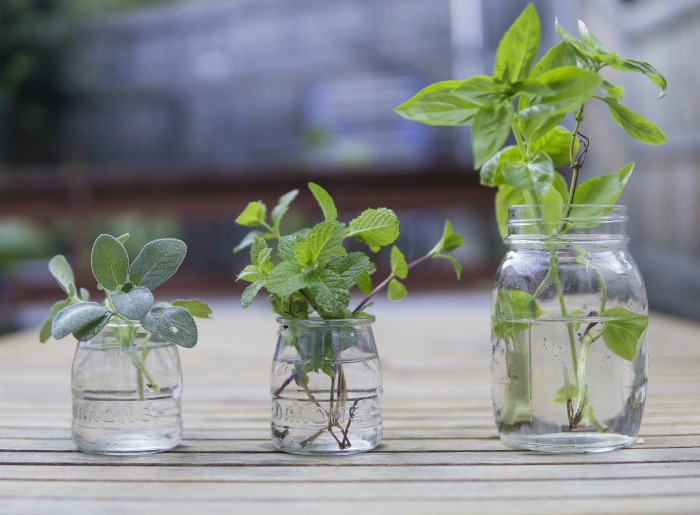 Many herbs will grow from cuttings