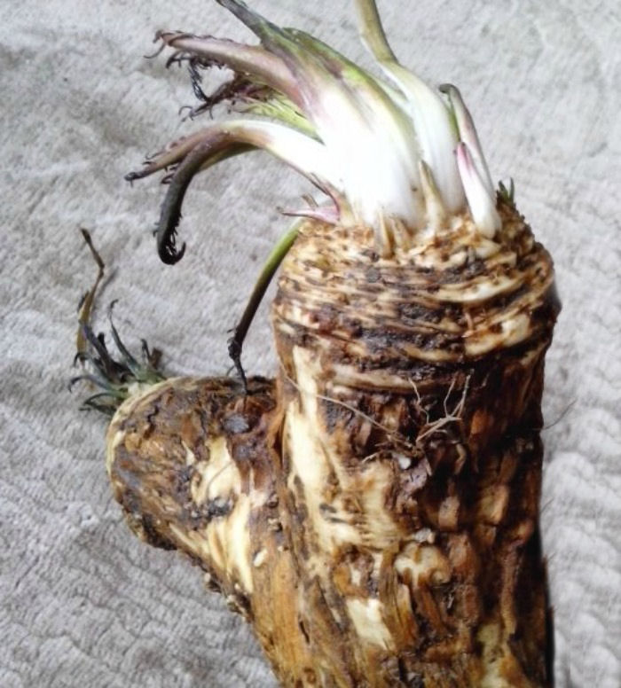 Horseradish root is the most often used, but the leaves are also edible.