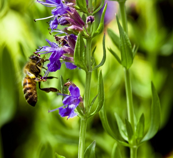 hyssop is often thought of as a medicinal herb but can also be used with game and fish dishes.