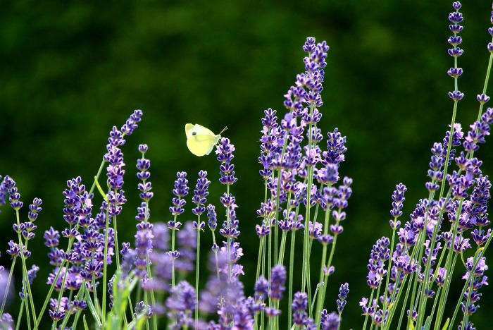 Lavender flowers are used in jams and vingars. The leaves can be quite bitter.