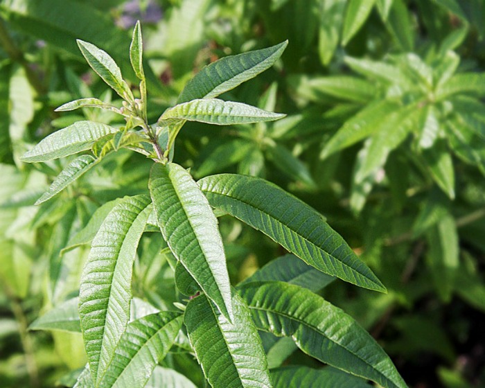 Lemon verbena is used to flavor tea and sweet drinks. It is hardy in zones 9-10