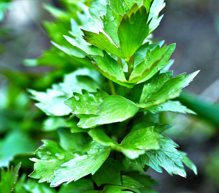 Lovage looks like parsley but has the flavor of celery.