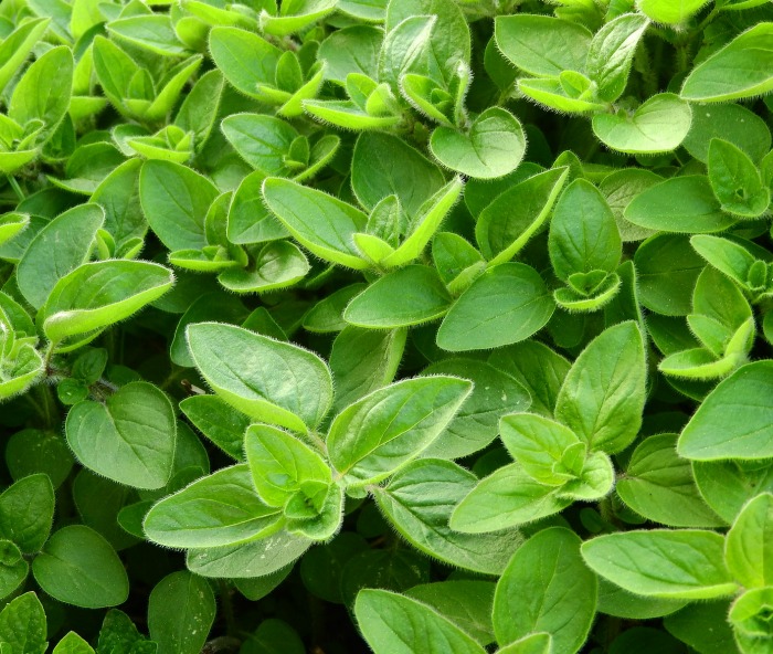 Marjoram is a herb that is popular in Mediterranean cooking.