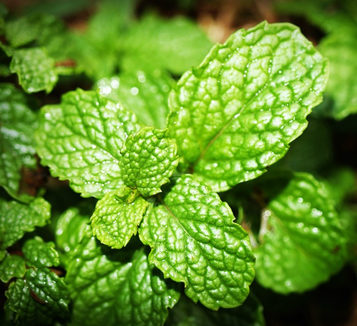  Mint is a very versatile herb that can be used in everything from sweets and teas to soups and stews.