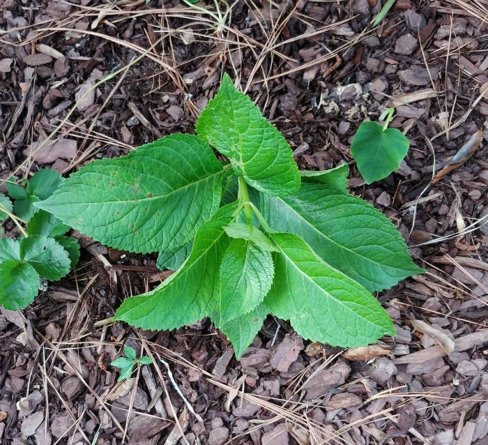 Hydrangea cutting in the garden