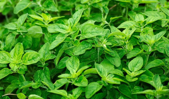 Oregano is a popular herb used in Mediterranean cooking