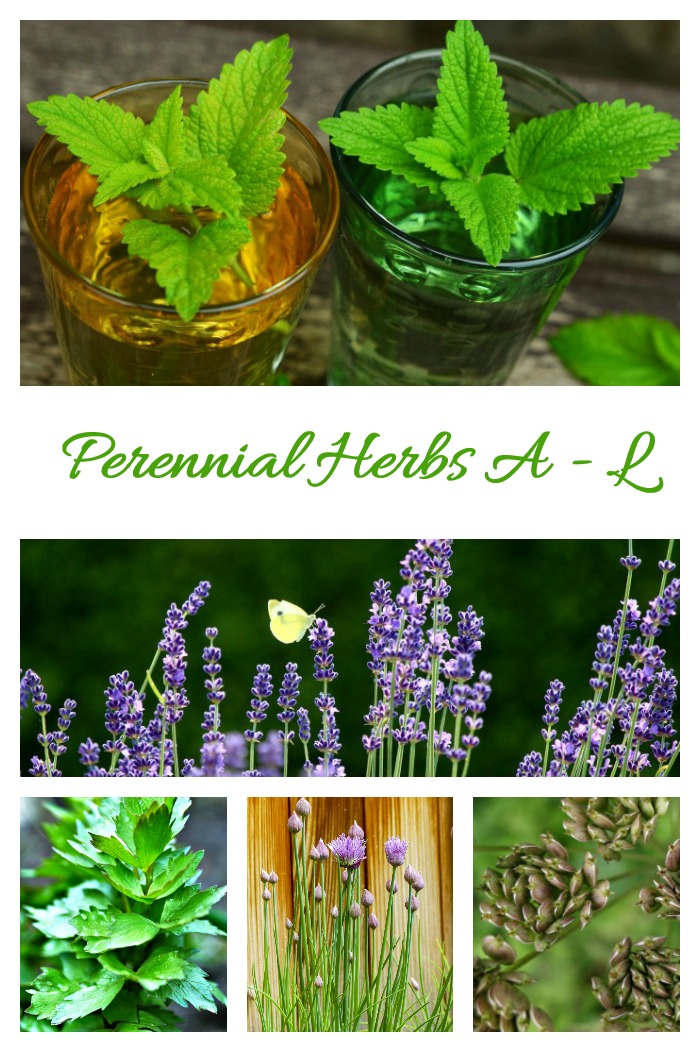 This list of perennial herbs features plants starting with the letters A through L