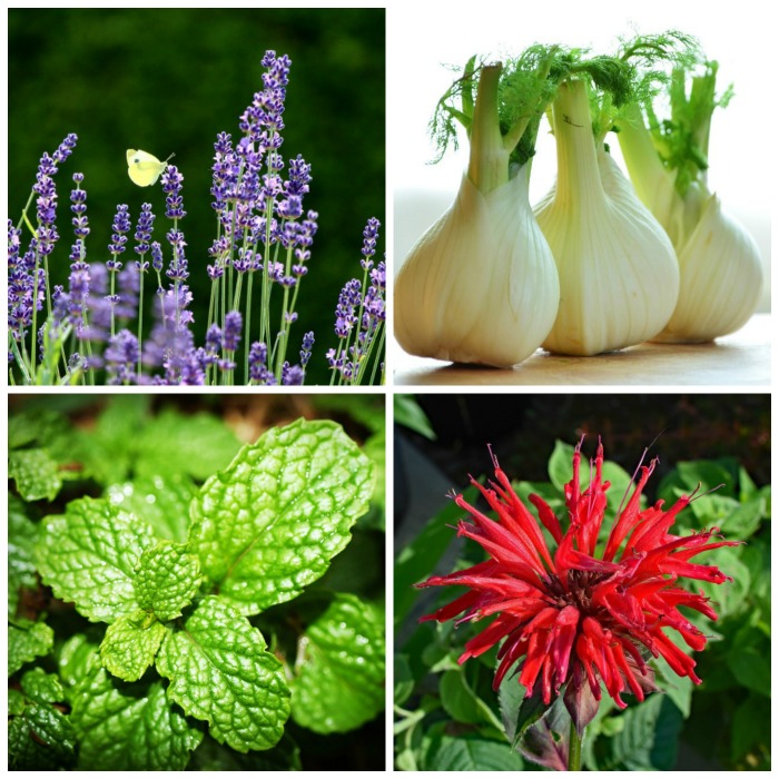 List of Perennial Herbs and How to Use Them in Cooking
