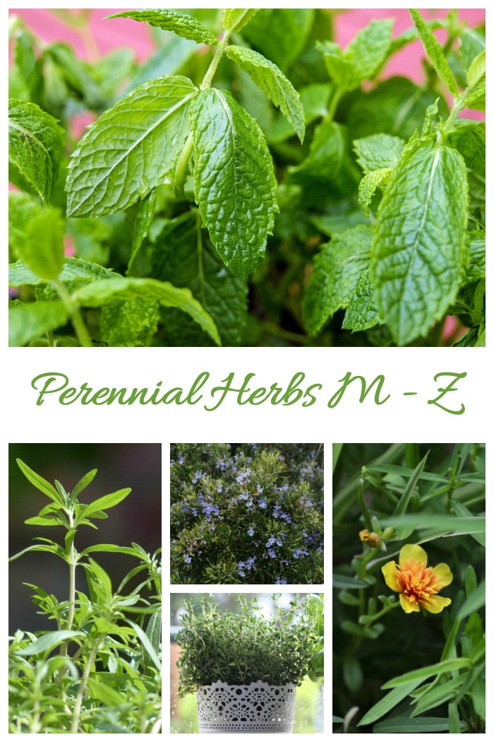 This list of perennial herbs features plants with the letters M - Z