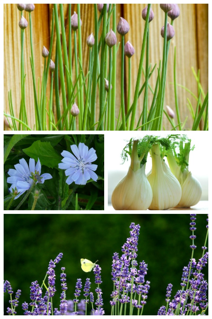 These perennial herbs come back each year and many will overwinter even in the colder zones.