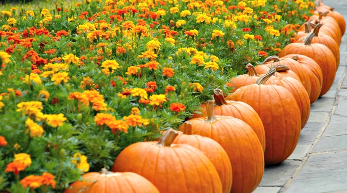 Pumpkins along a walkway