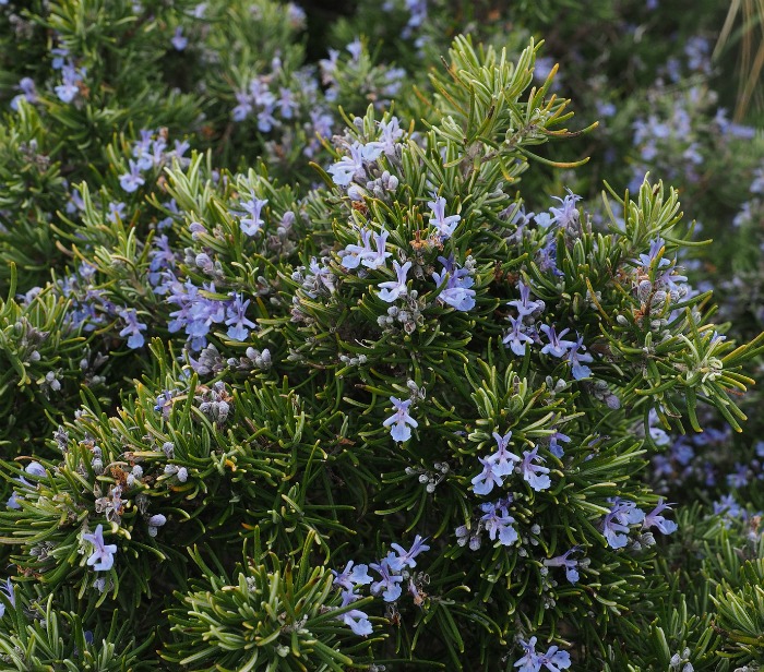 Rosemary is a popular perennial herb with flowers that are edible.